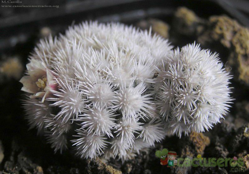A photo of Mammillaria gracilis cv. Arizona Snowcap