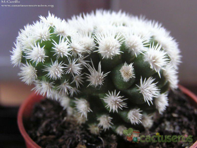 A photo of Mammillaria gracilis cv. Arizona Snowcap
