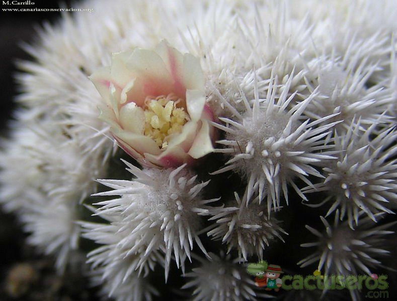 A photo of Mammillaria gracilis cv. Arizona Snowcap