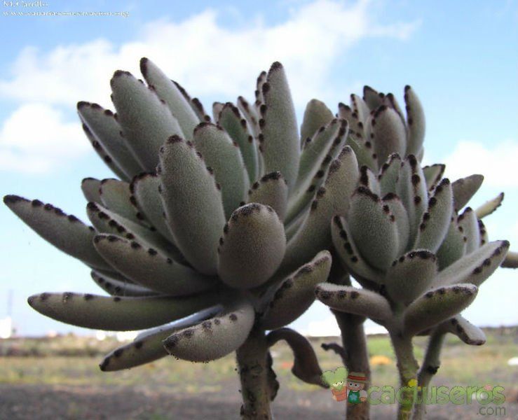 A photo of Kalanchoe tomentosa