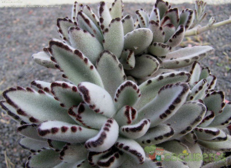 A photo of Kalanchoe tomentosa