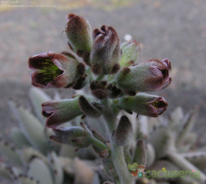 A photo of Kalanchoe tomentosa
