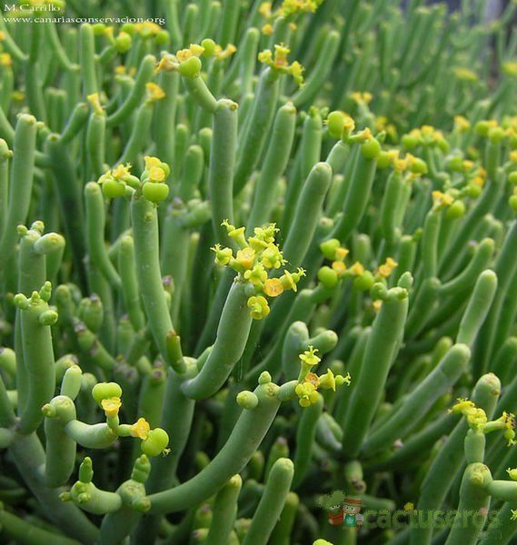 A photo of Euphorbia aphylla