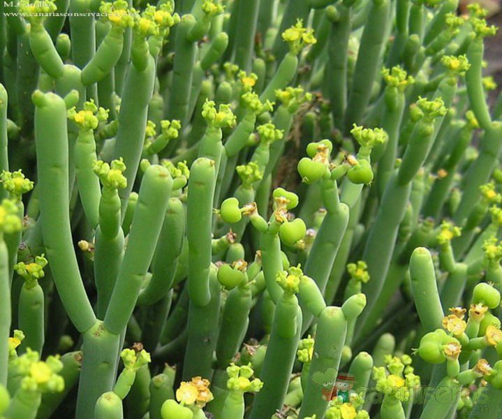 A photo of Euphorbia aphylla