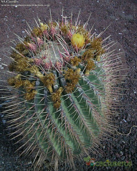 A photo of Ferocactus emoryi ssp. rectispinus