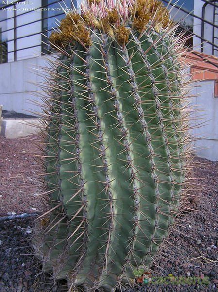 A photo of Ferocactus emoryi ssp. rectispinus