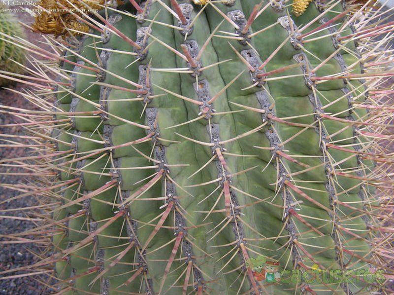 A photo of Ferocactus emoryi ssp. rectispinus