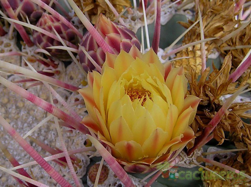 A photo of Ferocactus emoryi ssp. rectispinus