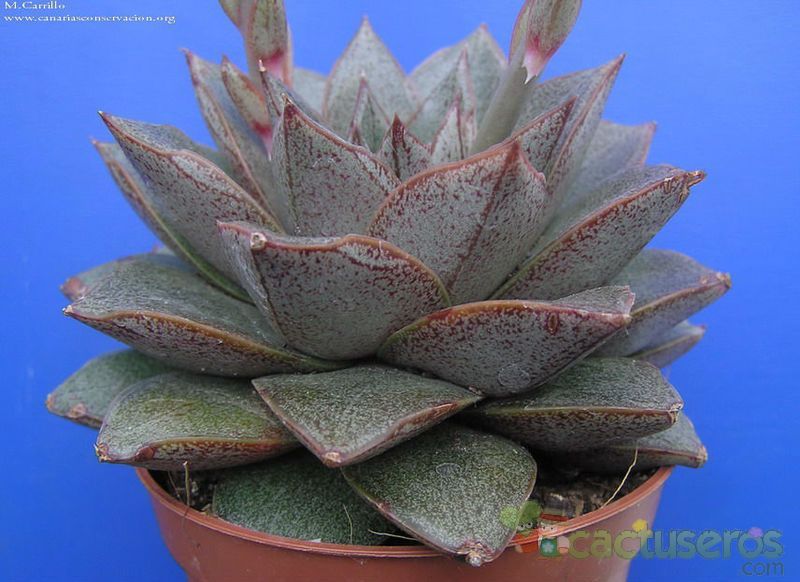 A photo of Echeveria purpusorum