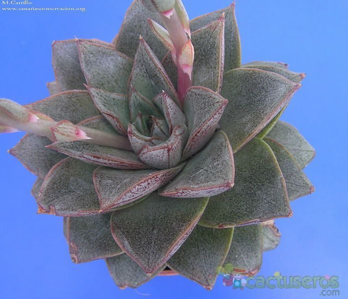 A photo of Echeveria purpusorum