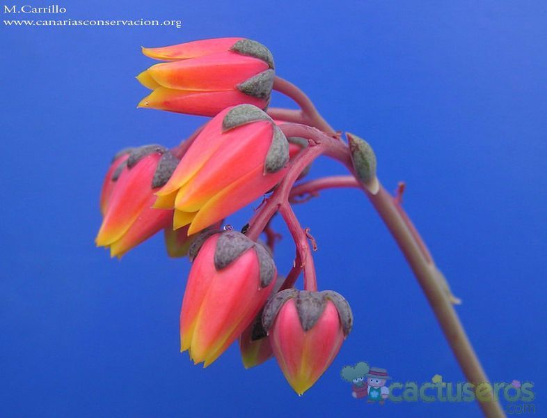 A photo of Echeveria purpusorum