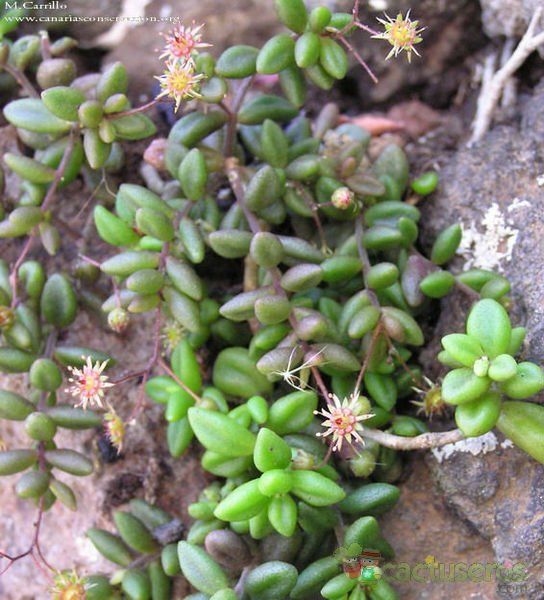 A photo of Monanthes anagensis