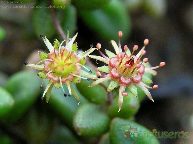 A photo of Monanthes anagensis