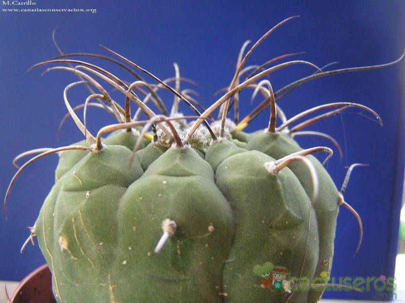 A photo of Matucana madisoniorum