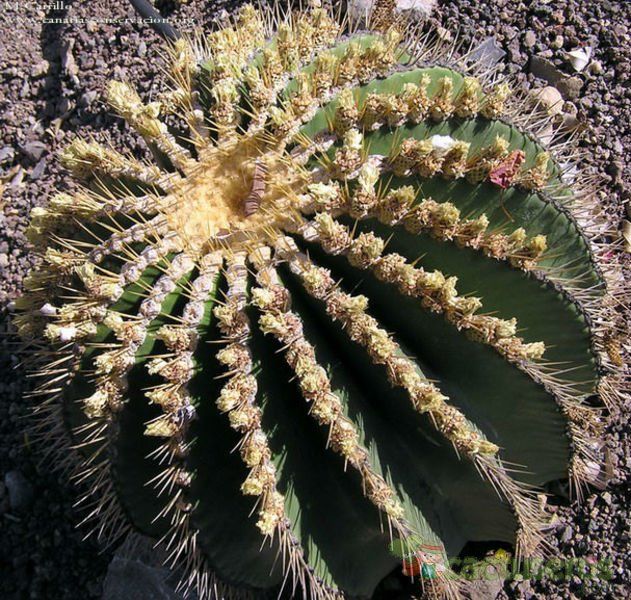A photo of Ferocactus schwarzii