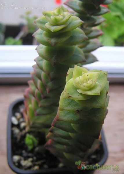 Una foto de Crassula rupestris ssp. commutata fma. variegada