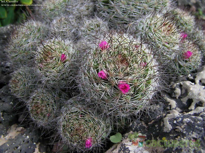 A photo of Mammillaria mazatlanensis