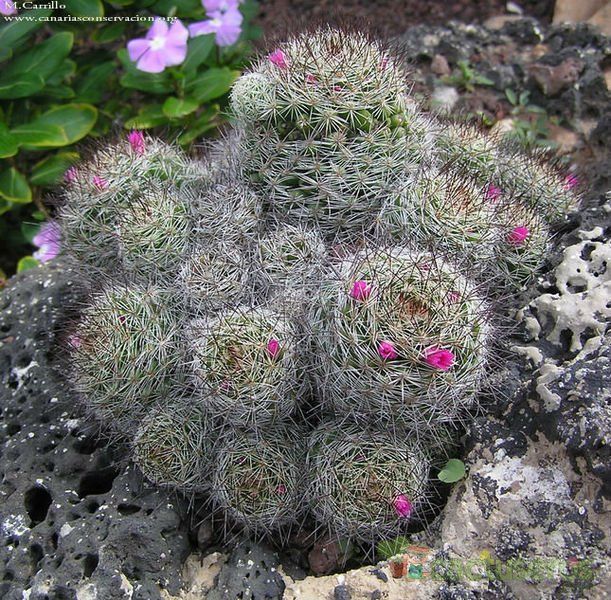 A photo of Mammillaria mazatlanensis