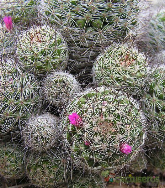 A photo of Mammillaria mazatlanensis