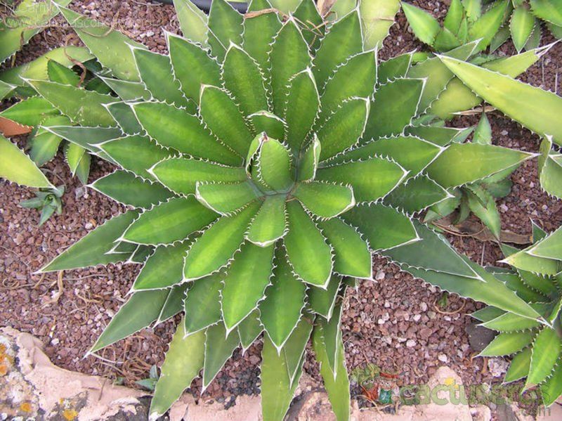A photo of Agave horrida subsp. horrida