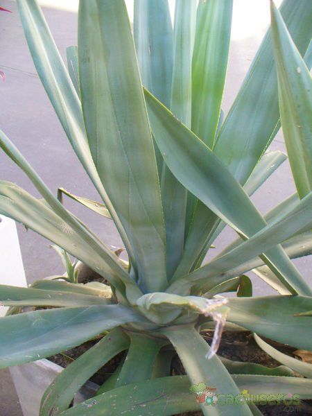 Una foto de Agave desmettiana