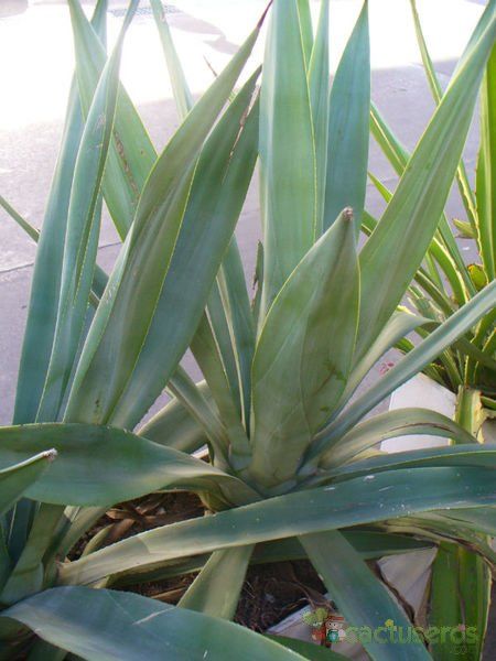 Una foto de Agave desmettiana