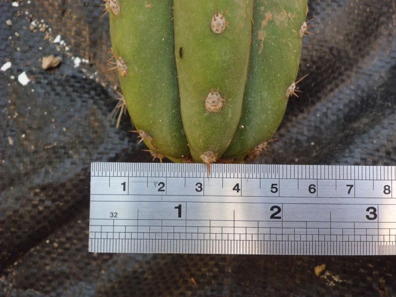 Una foto de Echinopsis pachanoi