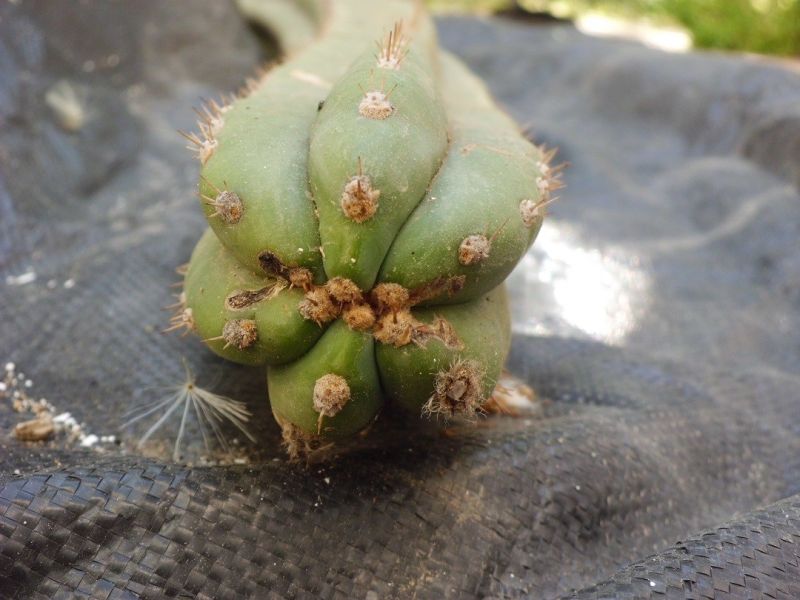 Una foto de Echinopsis pachanoi