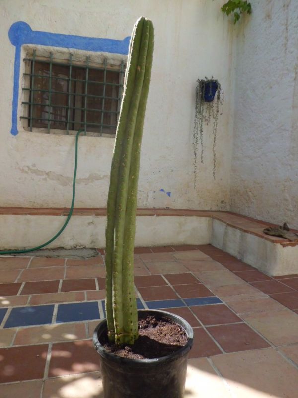 Una foto de Echinopsis pachanoi