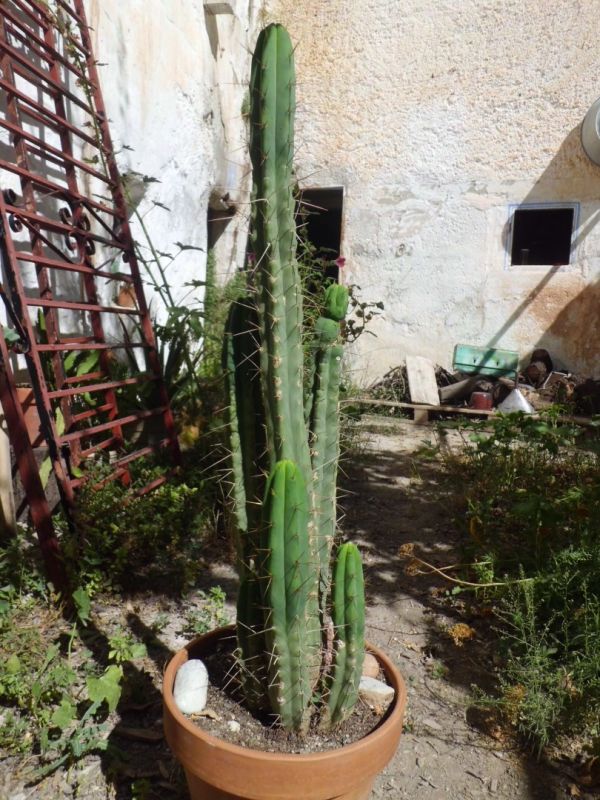 A photo of Echinopsis lageniformis