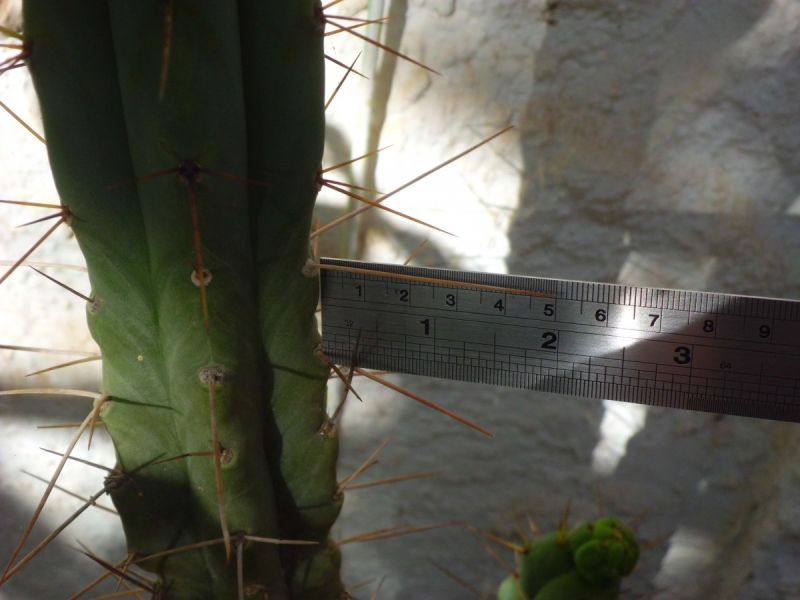 A photo of Echinopsis lageniformis