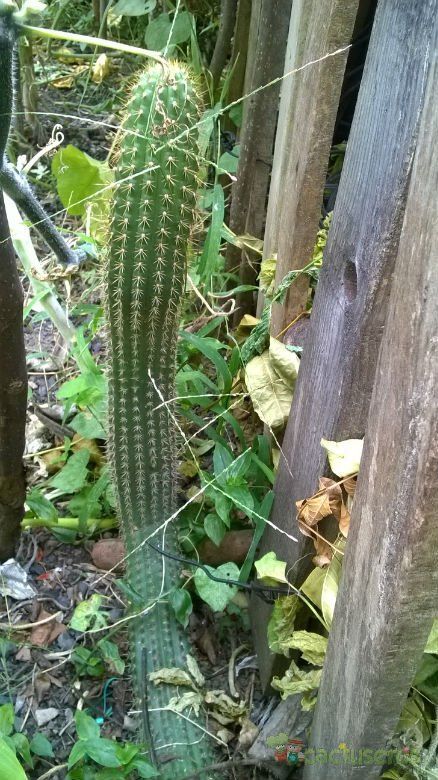 A photo of Echinopsis spachiana