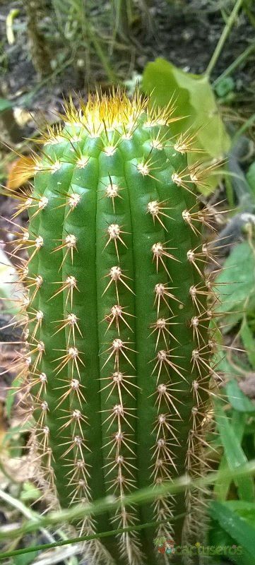 A photo of Echinopsis spachiana