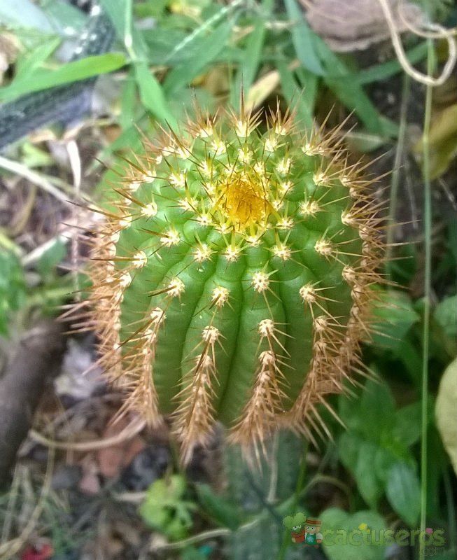 A photo of Echinopsis spachiana