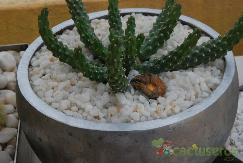 Una foto de Euphorbia caput-medusae
