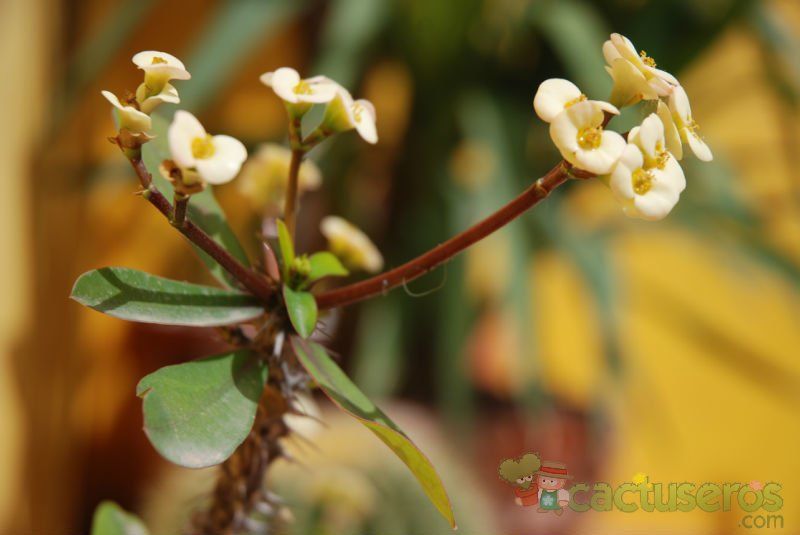 Una foto de Euphorbia milii var. milii