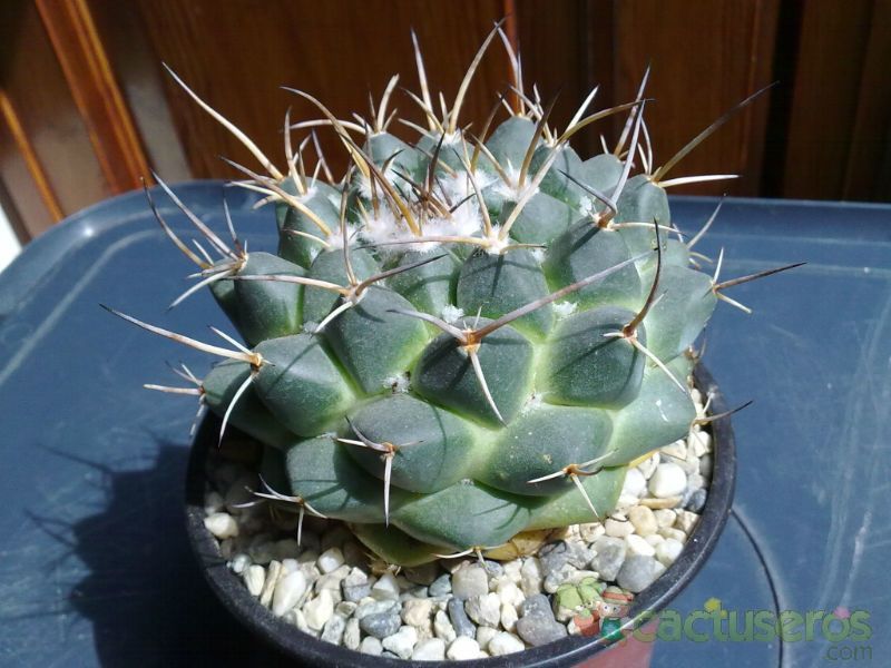 A photo of Mammillaria magnimamma