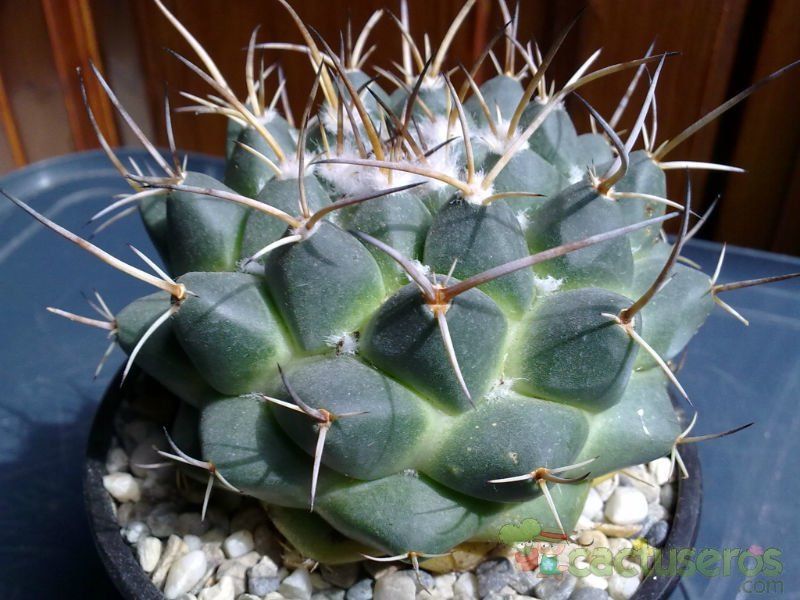 A photo of Mammillaria magnimamma