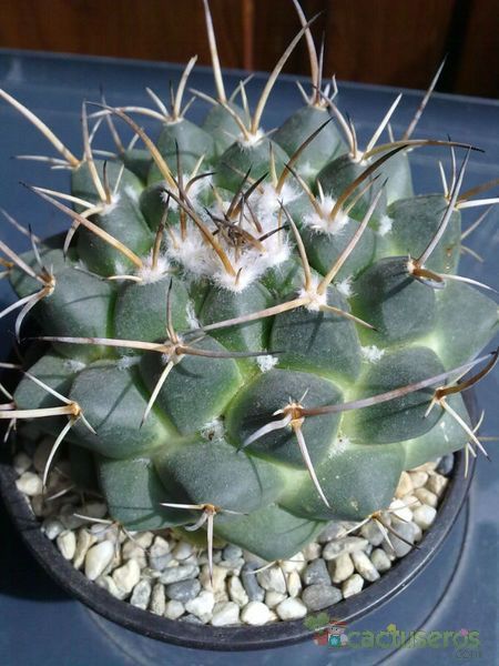 A photo of Mammillaria magnimamma