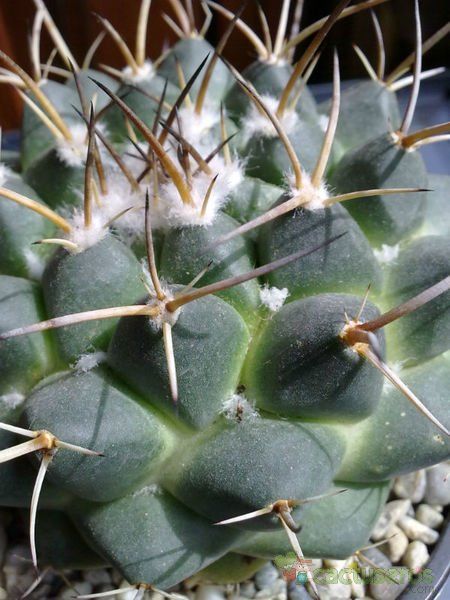 A photo of Mammillaria magnimamma
