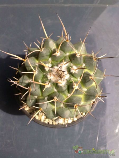 A photo of Mammillaria magnimamma
