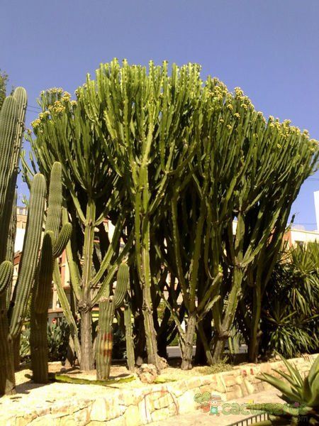 A photo of Euphorbia ingens