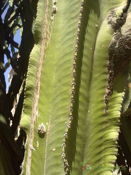 A photo of Euphorbia ingens