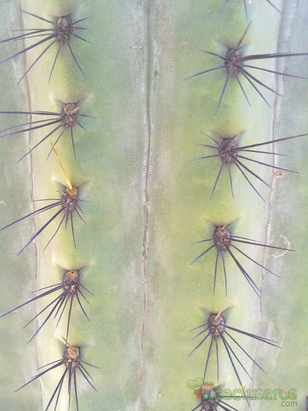 A photo of Echinopsis atacamensis ssp. pasacana