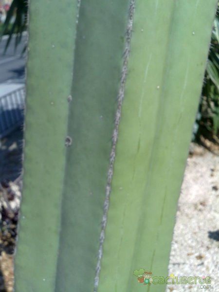 A photo of Pachycereus marginatus