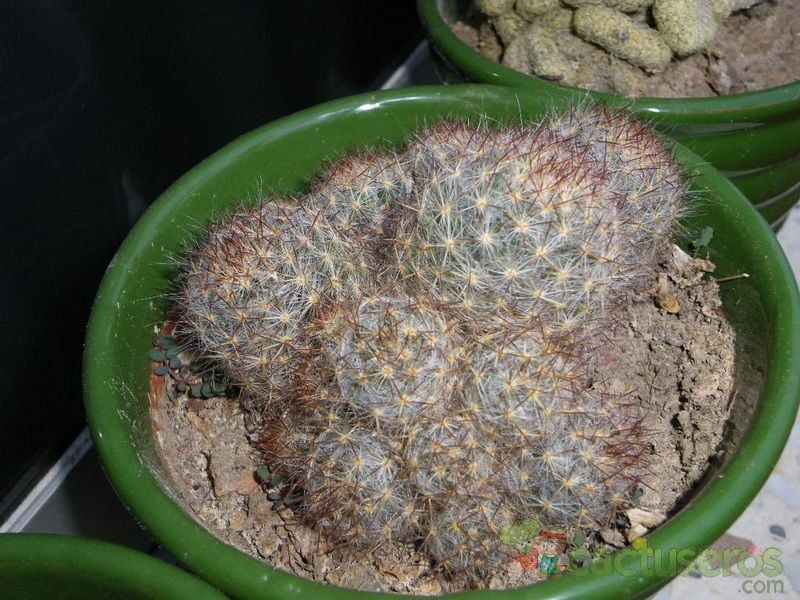 Una foto de Mammillaria prolifera