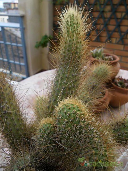 A photo of Cleistocactus winteri f. crestada