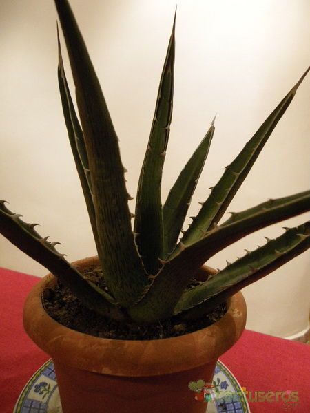 A photo of Agave difformis