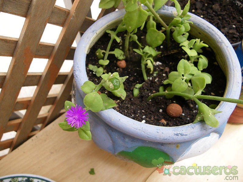 A photo of Mesembryanthemum cordifolium