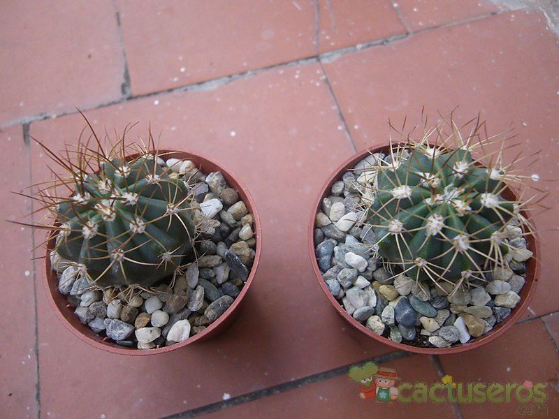 A photo of Melocactus azureus